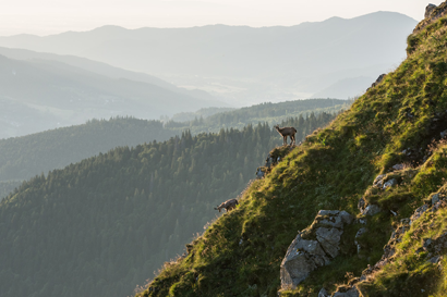 La nature omniprésente